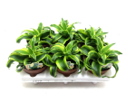 Dracaena frag. "Tornado"