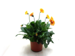 Gerbera "Garvinea" Kübel