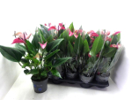 Anthurium andr. lila