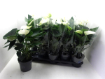 Anthurium weiß