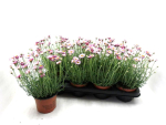 Rhodanthemum hosm. 'Zagora Pink'
