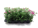 Achillea milleflorum pink
