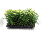 Achillea milleflorum gelb
