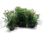 Achillea milleflorum rot