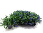 Lobelia erinus hellblau