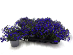 Lobelia erinus dunkelblau