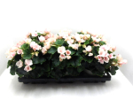 Begonia "Betulia" zartrosa