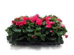 Begonia "Betulia" pink