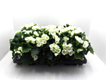 Begonia "Betulia" weiß