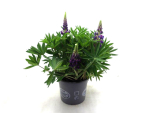 Lupinus Kübel