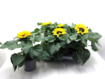 Helianthus annuus
