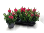 Antirrhinum  majus pink