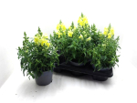 Antirrhinum  majus gelb