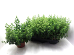 Origanum vulgare