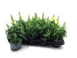 Antirrhinum majus gelb