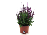Salvia nem. Kübel rosa