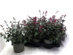 Agastache "Morello"