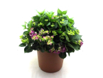 Hydrangea Busch flieder-blau
