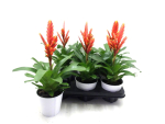 Vriesea orange in Blechtopf