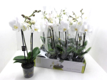 Phalaenopsis midi weiß "Flirto"