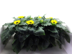Helianthus annuus
