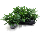 Xerochrysum weiß