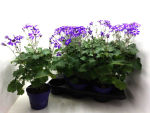 Pericallis "Senetti" blau-weiß