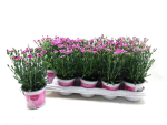 Dianthus "Pink Kisses"