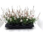 Gaura lindh. weiß