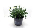 Leucanthemum "Snow Lady" Kübel