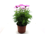 Cosmos Kübel rosa