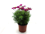 Cosmos Kübel pinkrot