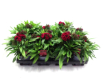 Dianthus barb. rot