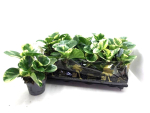 Peperomia obtusifolia "Green Gold"