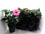 Hibiscus rosa-sin. pink