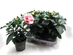 Hibiscus rosa sin. rosa gefüllt