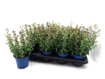 Origanum vulgare