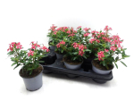 Catharantus  roseus rot