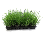 Lavandula ang.