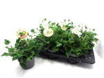 Pelargonium "Aroma Citron"