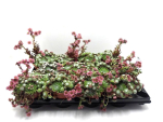 Sempervivum arach.