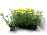 Achillea gelb