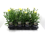 Leucanthemum "Leo Yellow"