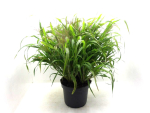 Panicum virg. Kübel