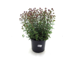 Origanum vulgare Kübel