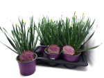 Allium 'Millenium'