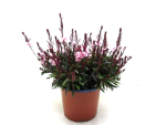 Gaura Kübel rosa