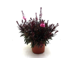 Gaura Kübel