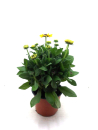 Rudbeckia Kübel