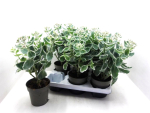 Sedum "La Vie en Rose"